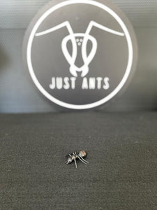 Small Plastic Ant