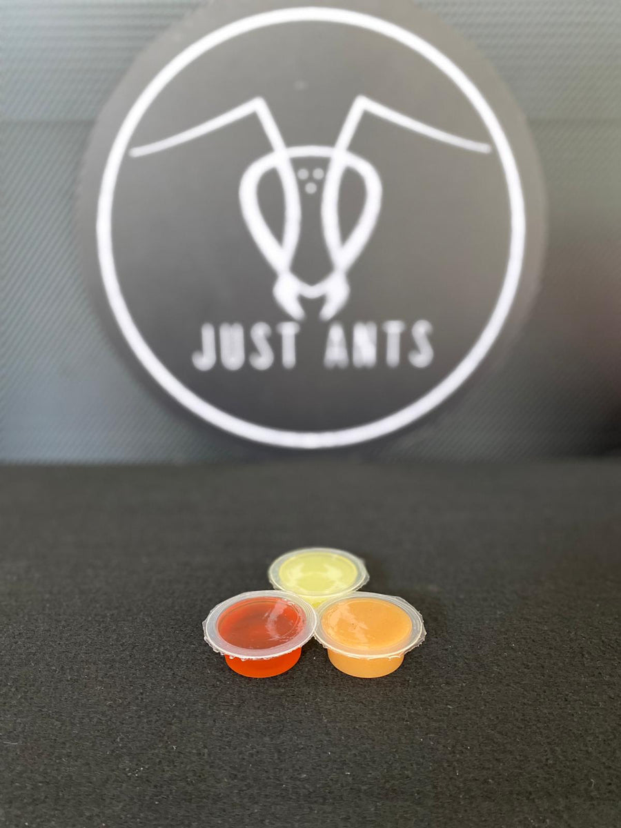 Protein Jelly Just Ants