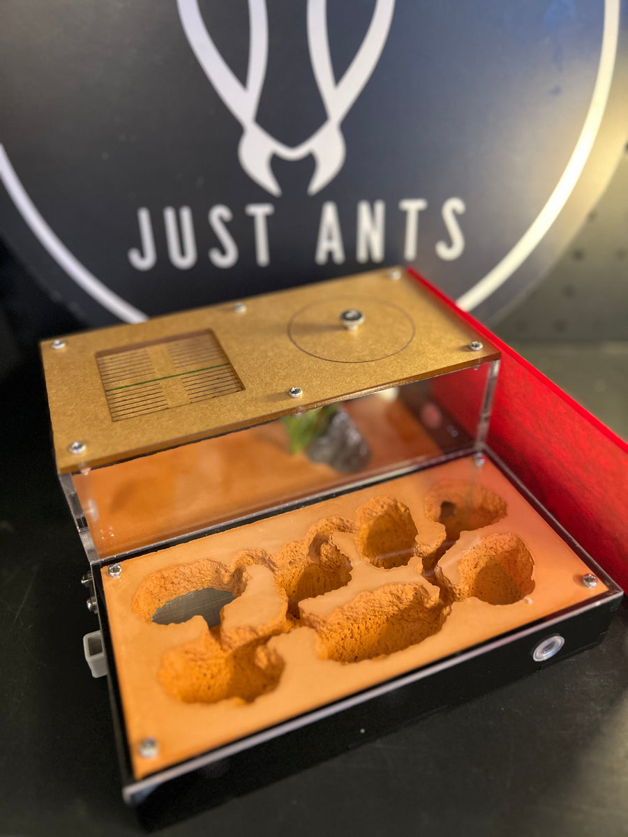 Big Plaster Nest Formicarium – Just Ants