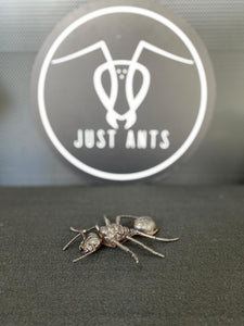 Large Plastic Ant