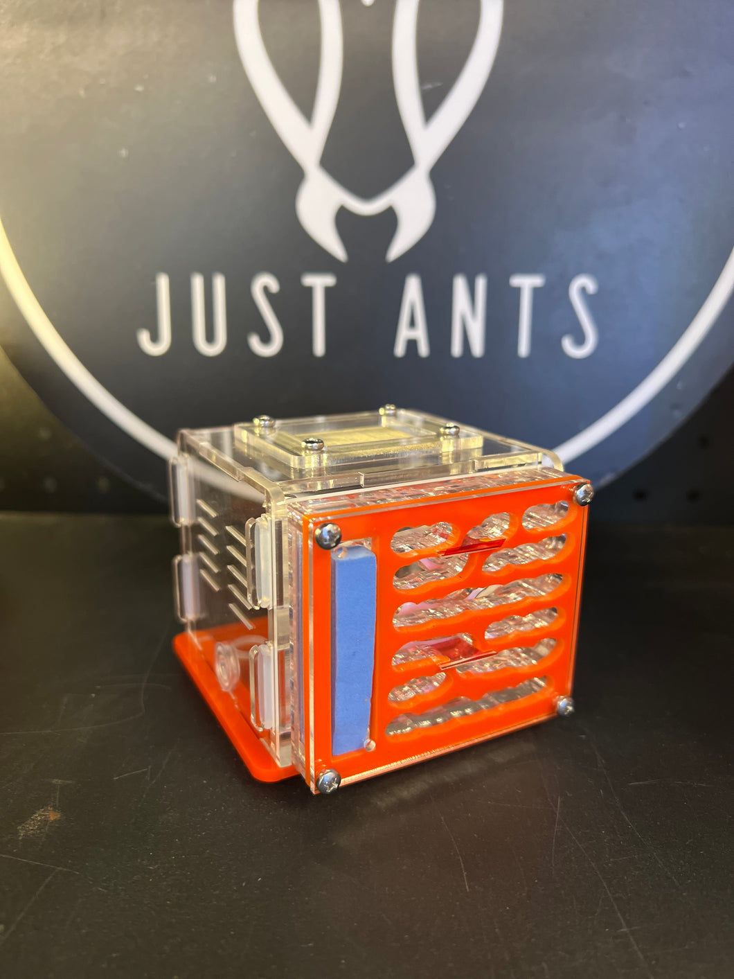 Small Cube Ant Formicarium